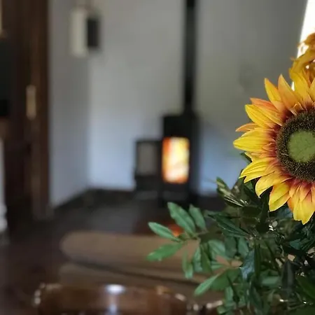 Paz *